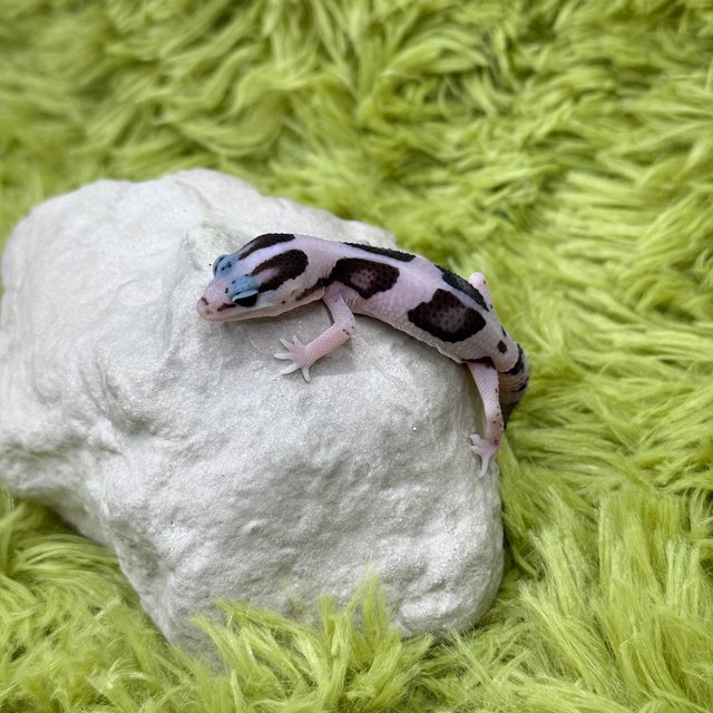 화이트아웃 오레오