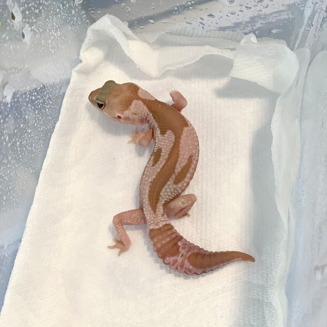 오레오 카라멜 줄루