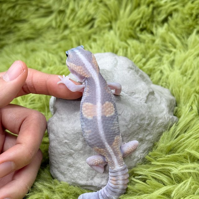 Ghost Zero Het Patternless