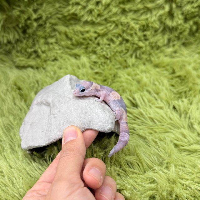 Ghost Het Patternless