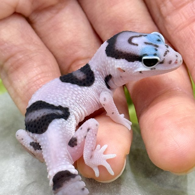 화이트아웃 오레오