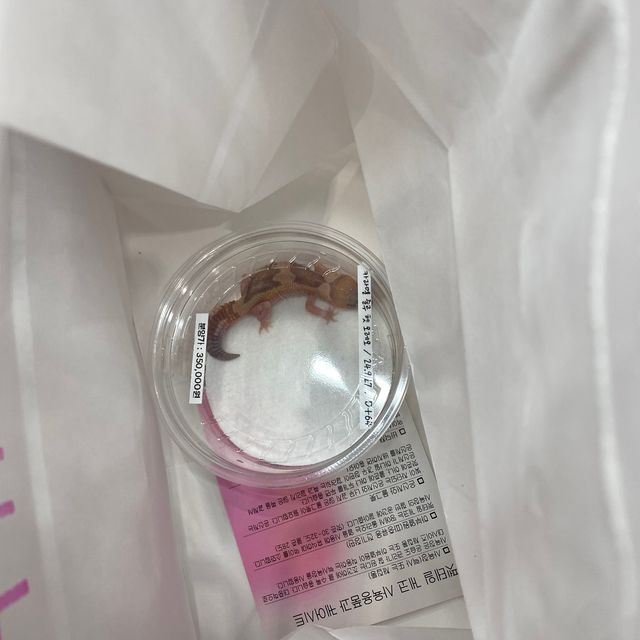 카라멜 줄루 헷 오레오
