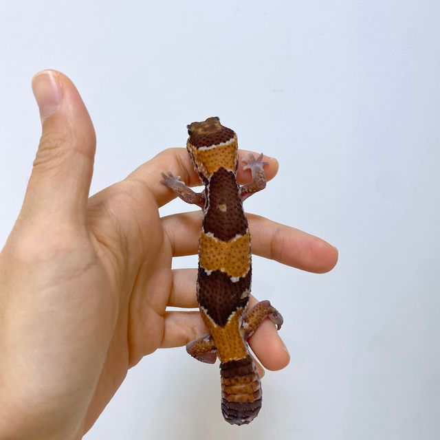 노멀