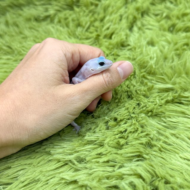 고스트 오레오 줄루