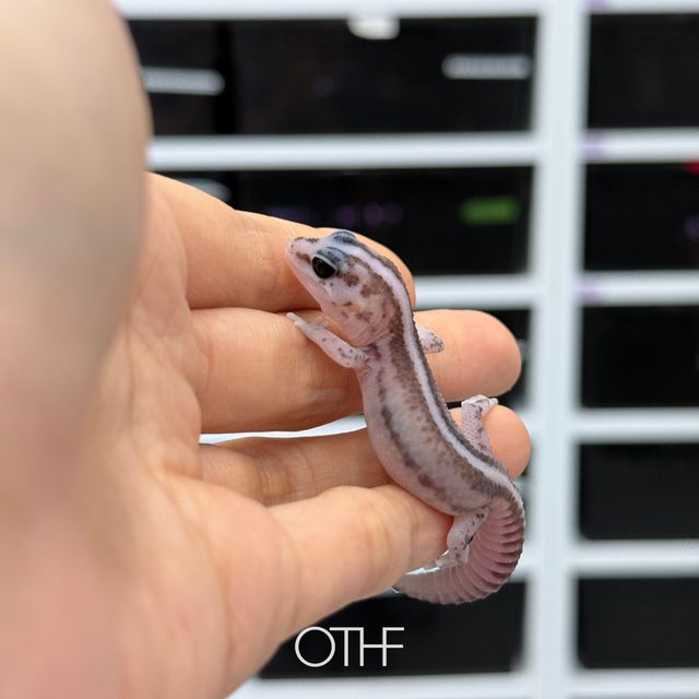 슈퍼 제로 헷 아멜라니스틱