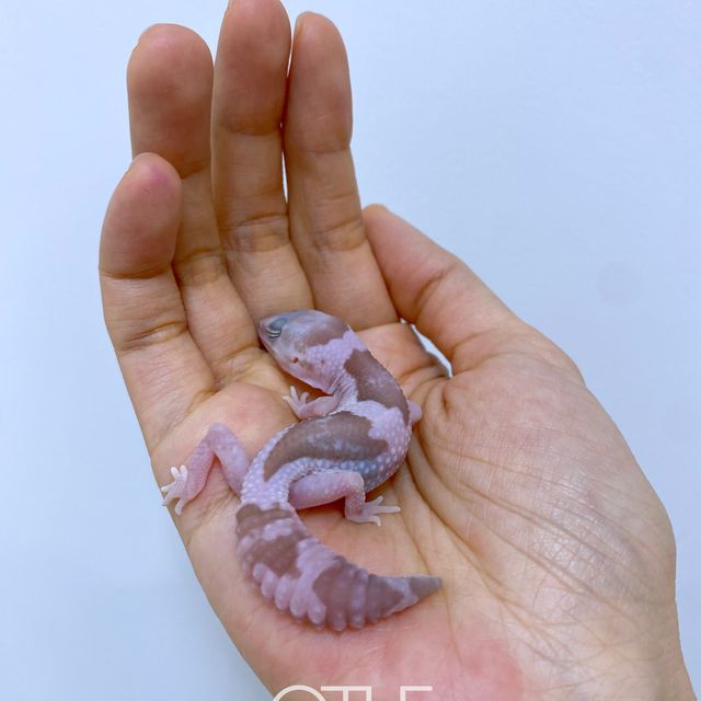 오레오 카라멜 줄루