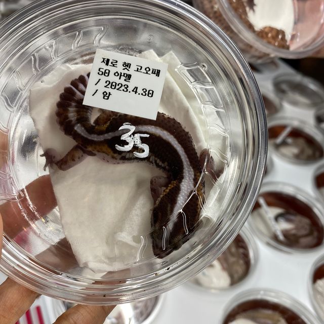제로 헷 고스트 헷 오레오 헷 패턴리스