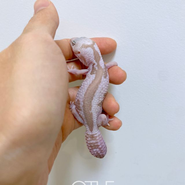 화이트아웃 오레오 카라멜 줄루