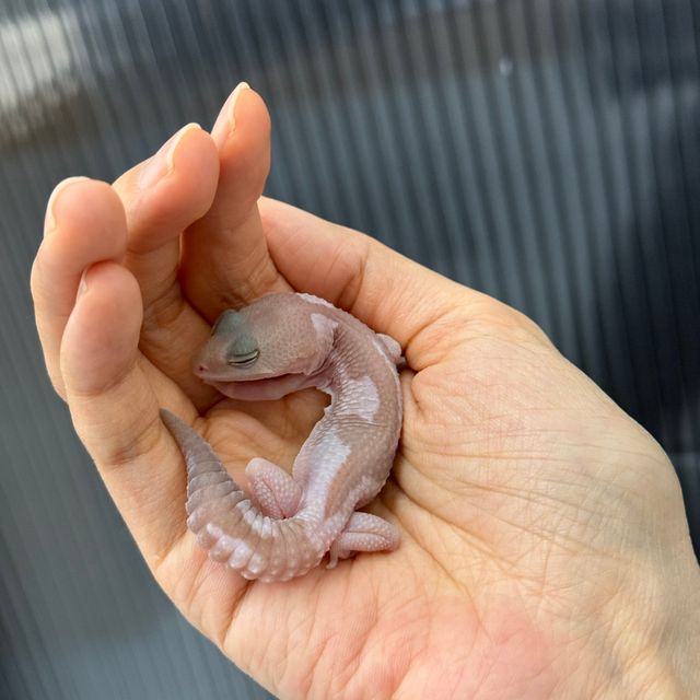 오레오 카라멜 줄루