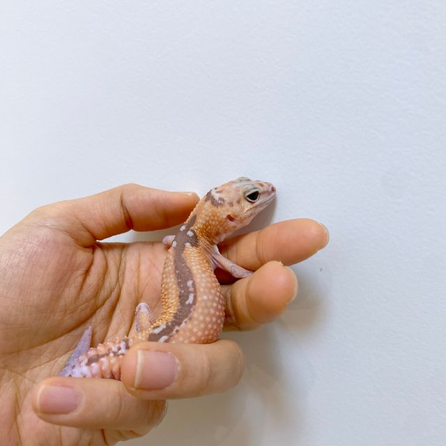 화이트아웃 카라멜 줄루