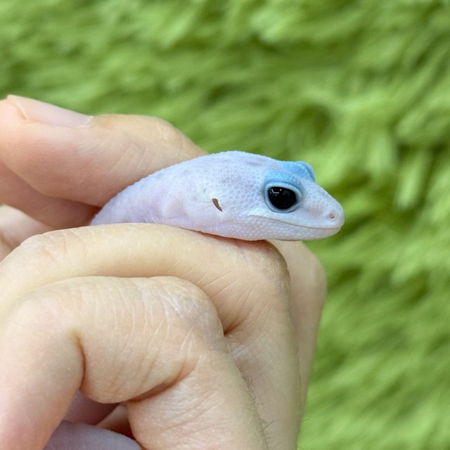 Ghost Oreo Patternless