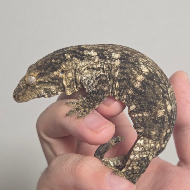 코기스 트로거 GT