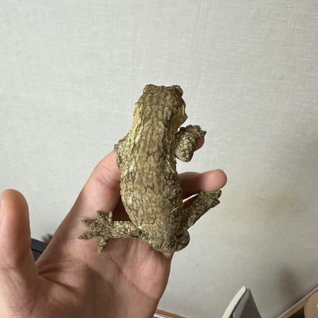 코기스 트로거 GT