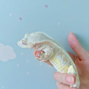 릴리화이트 크림