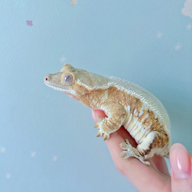 릴리화이트 크림