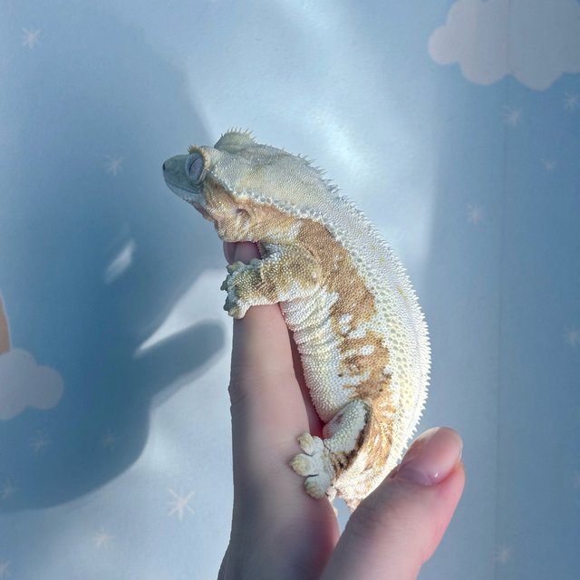 릴리화이트 크림