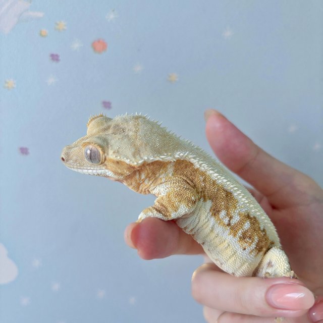 릴리화이트 크림