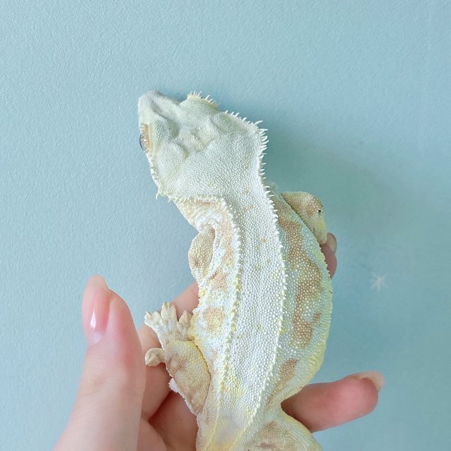 릴리화이트 크림