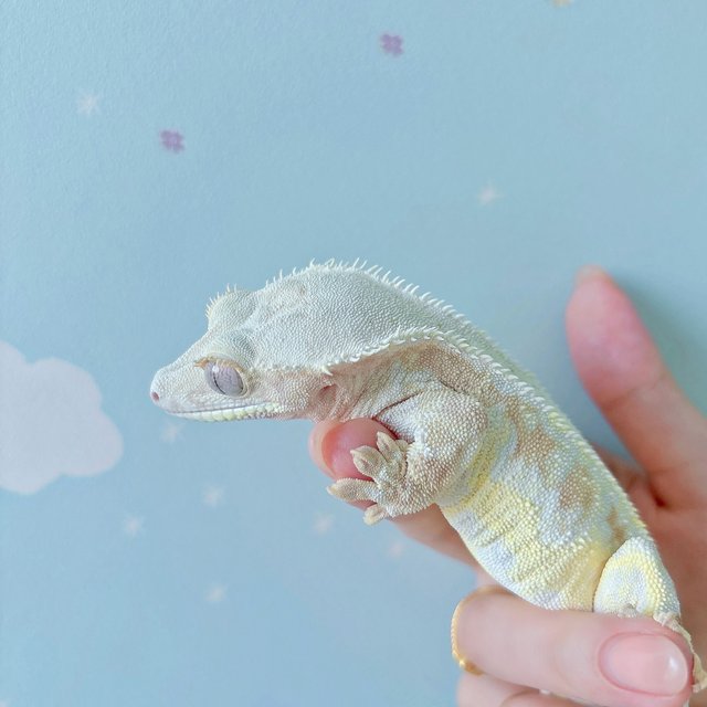 릴리화이트 크림