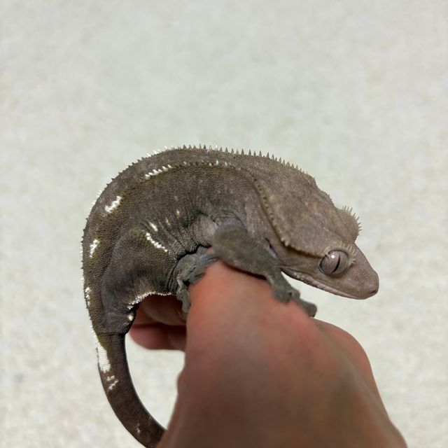 아잔틱