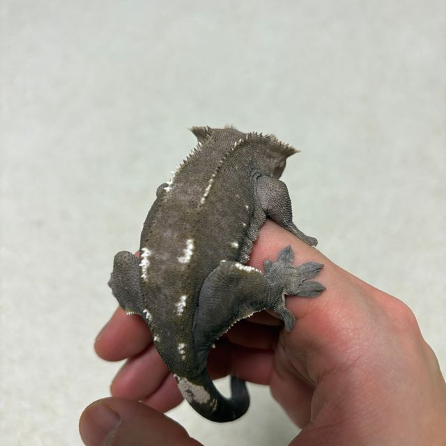 아잔틱