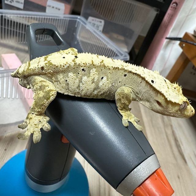 100%헷아잔틱