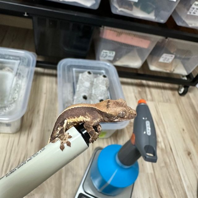 릴리화이트 풀핀