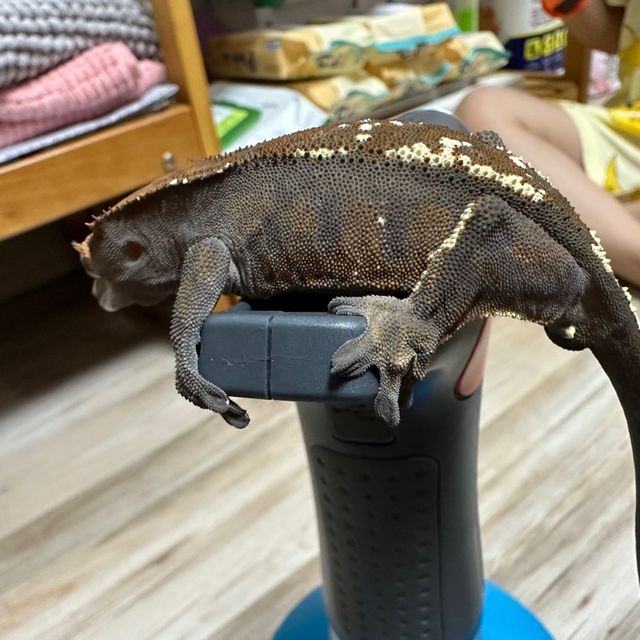 카푸치노