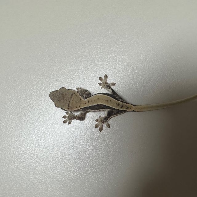 풀핀 릴리화이트