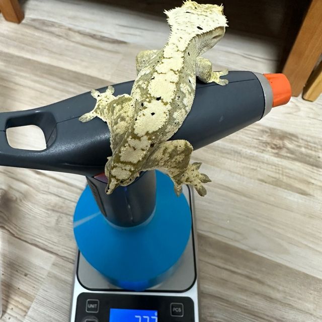 100%헷아잔틱