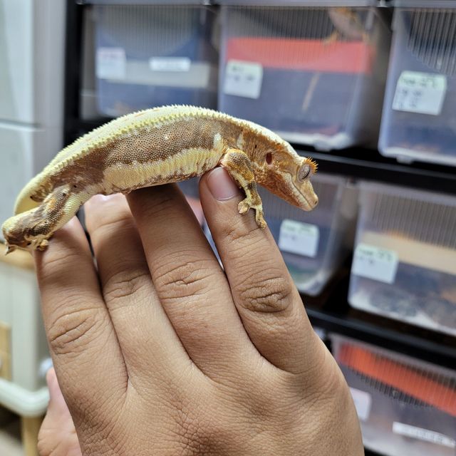 릴리화이트 트라이