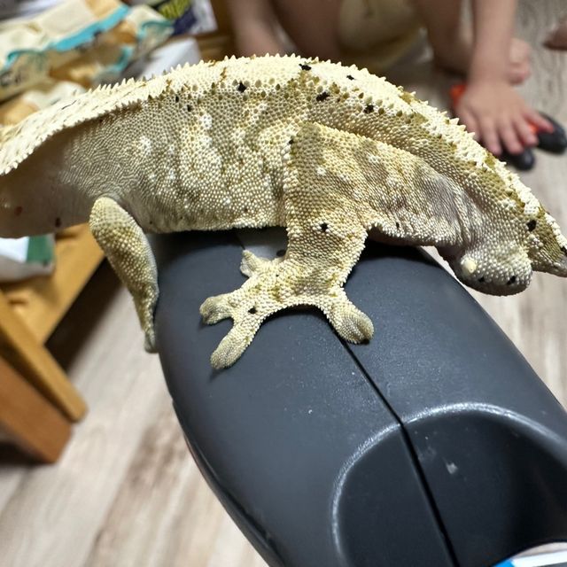 100%헷아잔틱