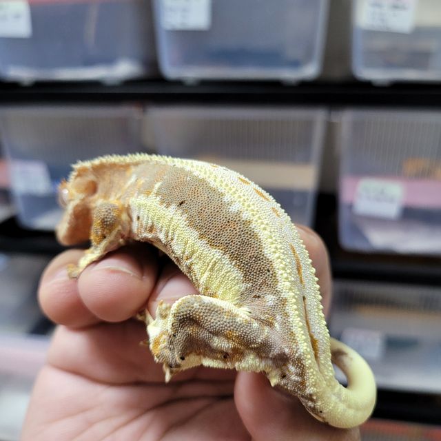 릴리화이트 트라이