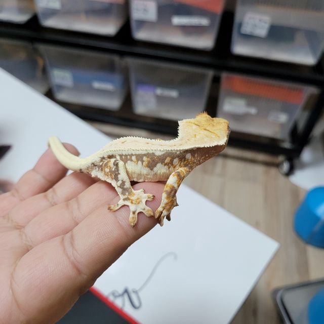 트라이 풀핀 릴리100%헷아잔틱