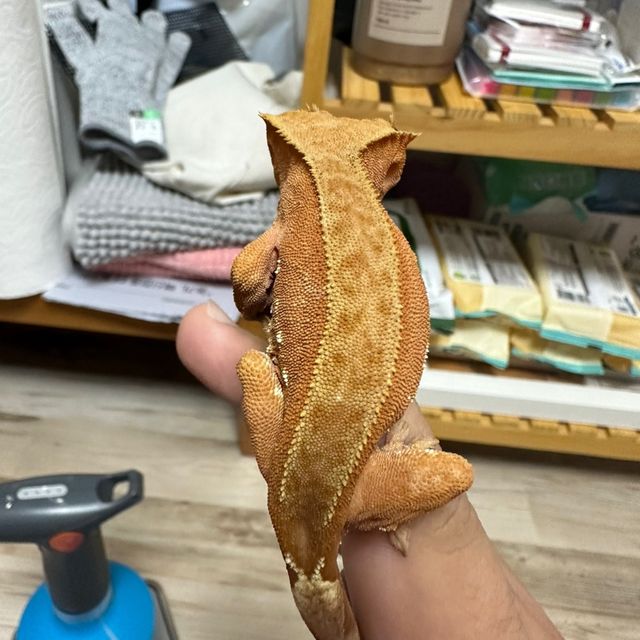 바이 화이트포트홀 레드