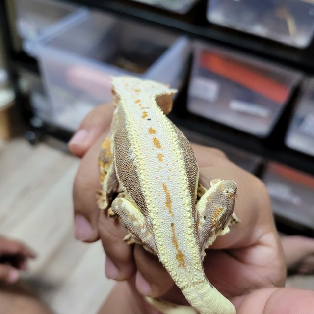 릴리화이트 트라이