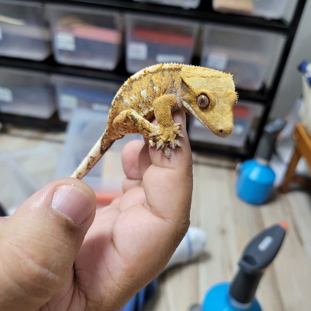 트라이 익스트림할리퀸 텐저린 바브