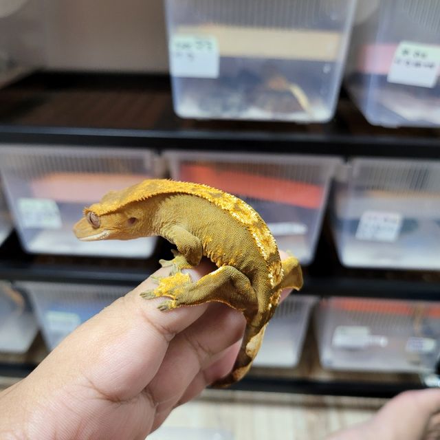 100%헷아잔틱