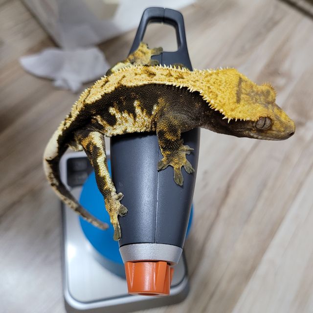 블랙 화이트 바브