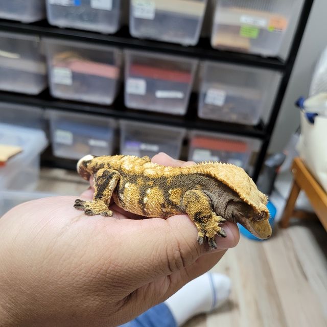 익스트림할리퀸 텐저린 바브 트라이
