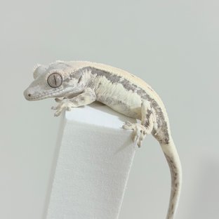 세이블릴리 숫
