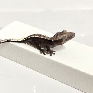 아잔틱