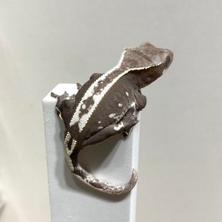 아잔틱