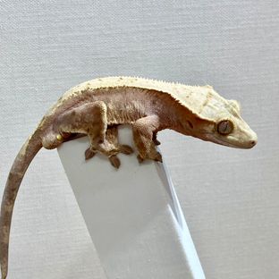100%헷아잔틱