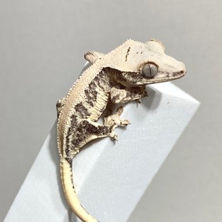 릴리화이트 솔리드백