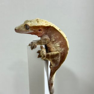 100%헷노말 암