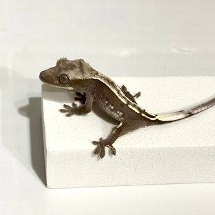 아잔틱