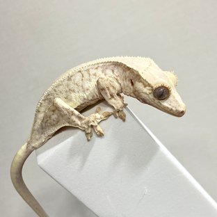 릴리100%헷아잔틱