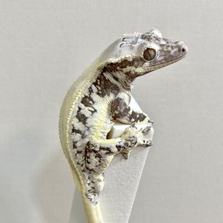 릴잔틱
