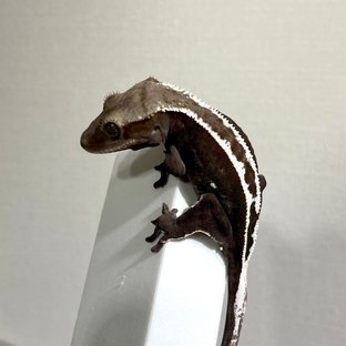 아잔틱암